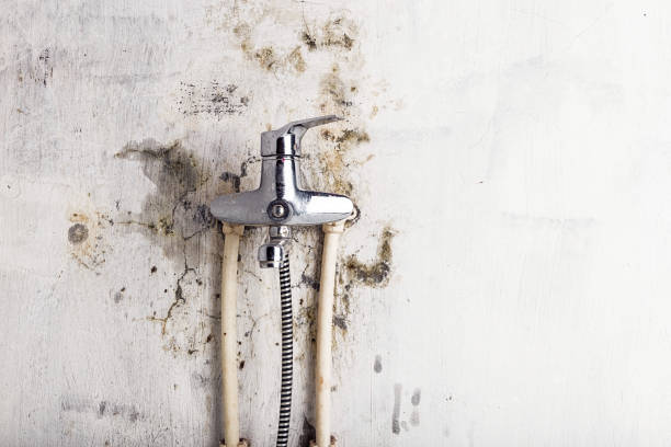Best Office Mold Removal Services  in , ME