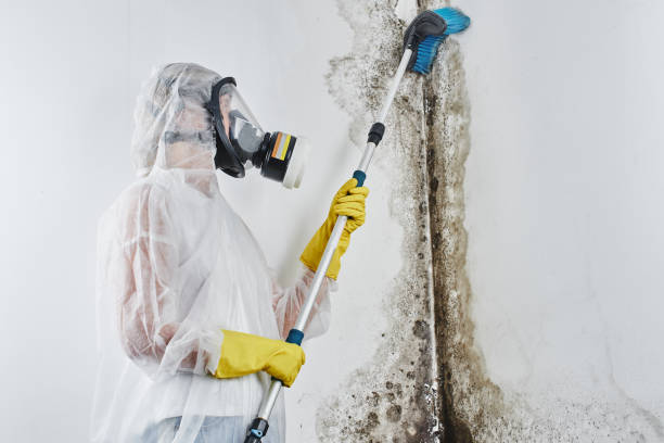 Best Toxic Mold Removal  in , ME