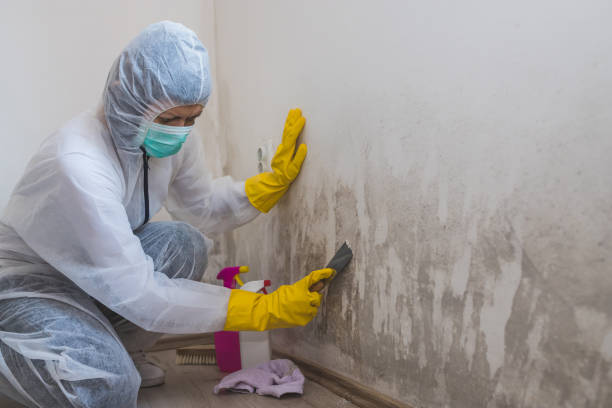 Best Attic Mold Removal  in , ME