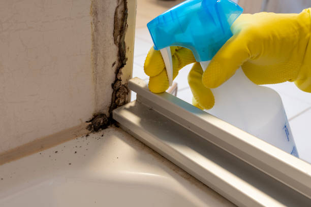 Best Residential Mold Removal  in , ME