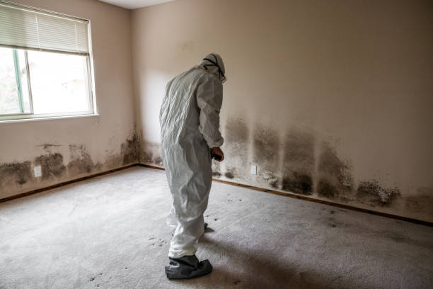 Best Mold Damage Repair  in , ME